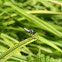 Pond Adjutent