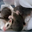 Virginia Opossum