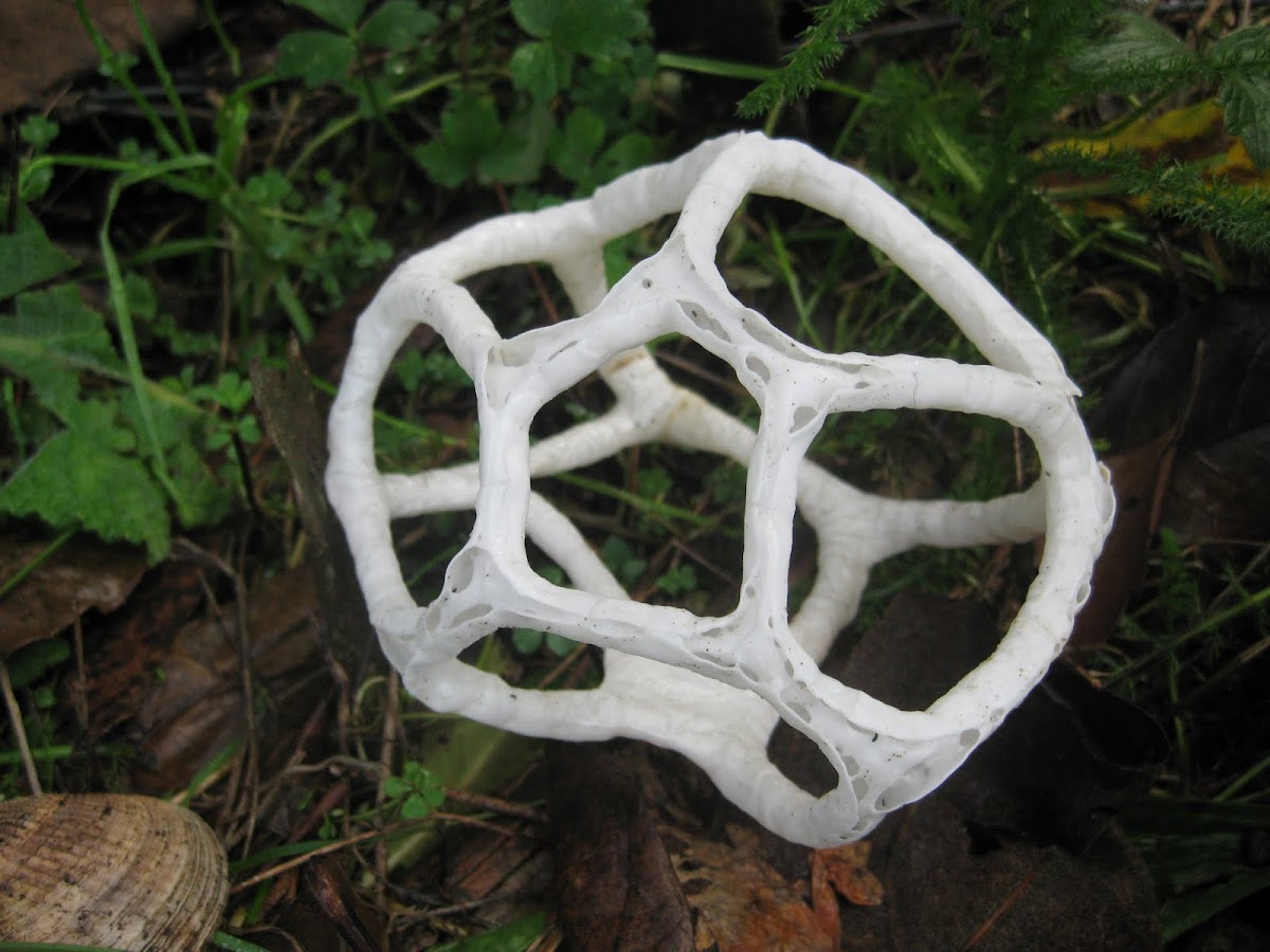 Basket fungus