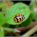 Six-spotted Zigzag Ladybird