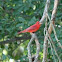 Summer Tanager