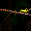 Katydid nymph