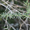 Wild Asparagus