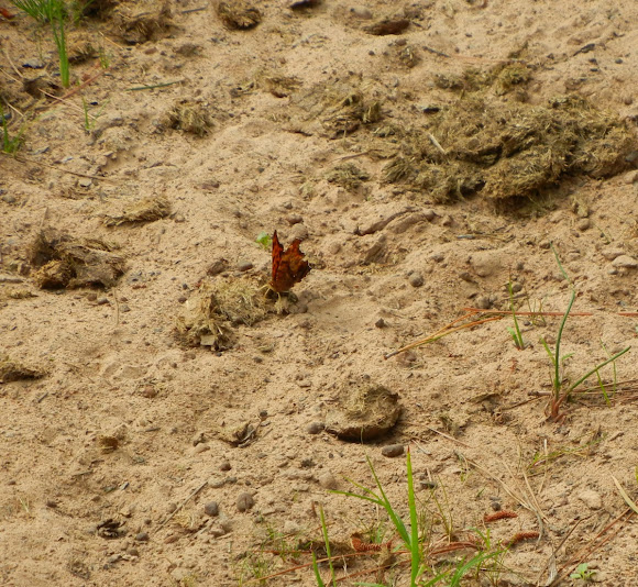 Spotting Image 1