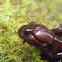 Northwestern Salamander
