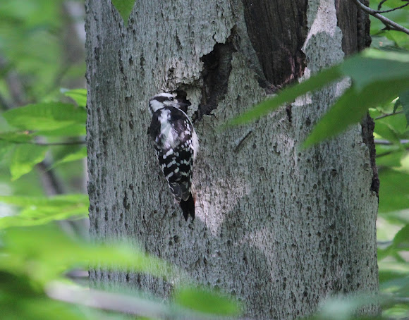Spotting Image 1