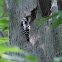 Downy Woodpecker