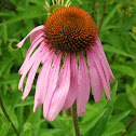 Purple Cone Flower