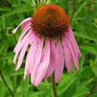 Purple Cone Flower