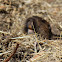 Botta's Pocket Gopher