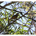 Eastern Spinebill