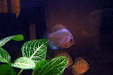 Peces Discus Blue Diamond