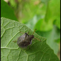 Brown Mamorated Stink Bug