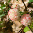 Wool Sower Gall