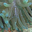 Sarasvati Anemone Shrimp
