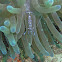 Sarasvati Anemone Shrimp