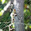 Golden Silk Orb Weaver