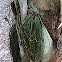 Shoestring Fern