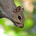 Eastern Gray Squirrel
