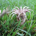 basidiomycete
