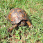 Eastern Box Turtle