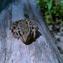 Frog