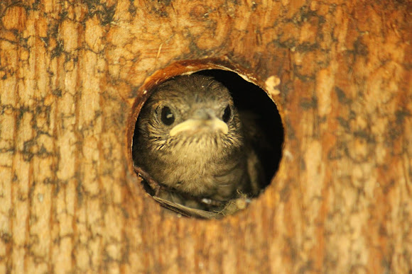 Spotting Image 1