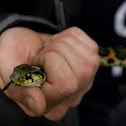 Yamakagashi snake