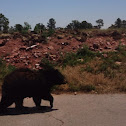 Black Bear
