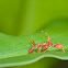 Ant mimic Spider with Prey