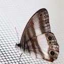 White-banded Satyr
