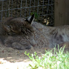 Bobcat