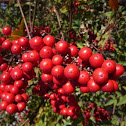 Nandina domestica