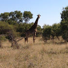 Giraffe