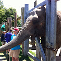 Asian elephant
