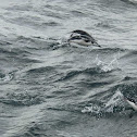 Chinstrap Penguin