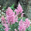 Astilbe 'Vision in Red'