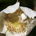 Flower spider
