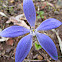 Blue China Orchid