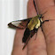 Hummingbird Clearwing