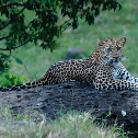 Leoprad
