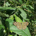Speckled Wood