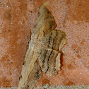Common lytrosis