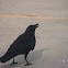American Crow
