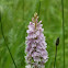 Common Spotted Orchid