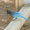 Steller's Jay