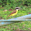 Great Kiskadee