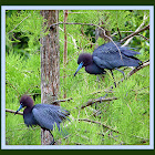 Breeding Pair Little Blue Herons