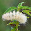 Caterpillar