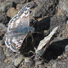 Common Checkered-Skippers courting